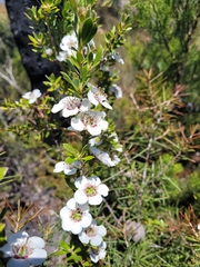 Leptospermum turbinatum