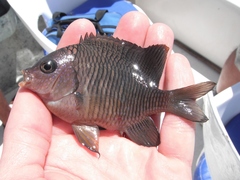 Stegastes flavilatus