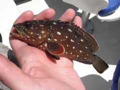 Epinephelus labriformis