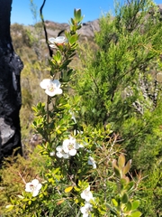 Leptospermum turbinatum