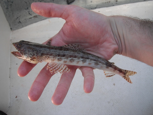 Calico lizardfish (Synodus lacertinus) — Synodontidae — 3