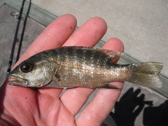 Lutjanus novemfasciatus