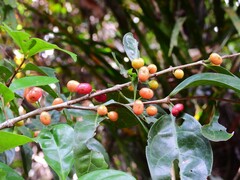 Cyclophyllum protractum