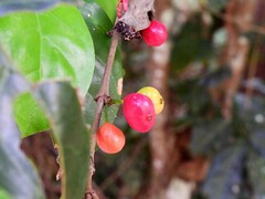Cyclophyllum protractum