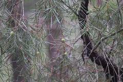 Persoonia linearis