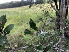 Alectryon diversifolius