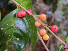 Cyclophyllum protractum