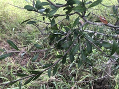 Alectryon diversifolius