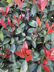 Photinia serratifolia