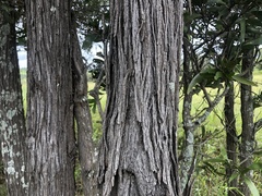 Acacia harpophylla
