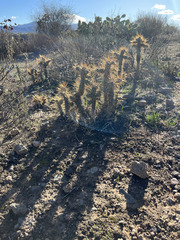 Cylindropuntia prolifera