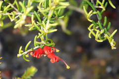 Grevillea muricata