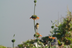 Empidonax fulvifrons