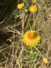 Xerochrysum bracteatum