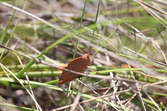 Goniaea australasiae