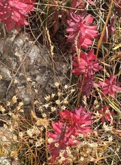 Rhodiola