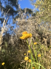Xerochrysum bracteatum