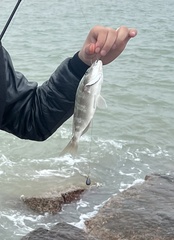 Orthopristis chrysoptera