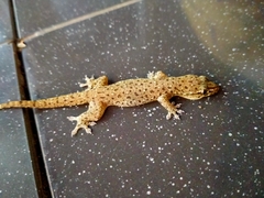 Hemidactylus frenatus