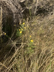 Xerochrysum bracteatum