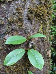 Hydrangea serratifolia