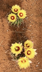Hamatocactus setispinus