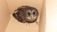 Strix virgata
