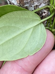 Vincetoxicum barbatum