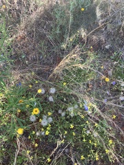 Xerochrysum bracteatum