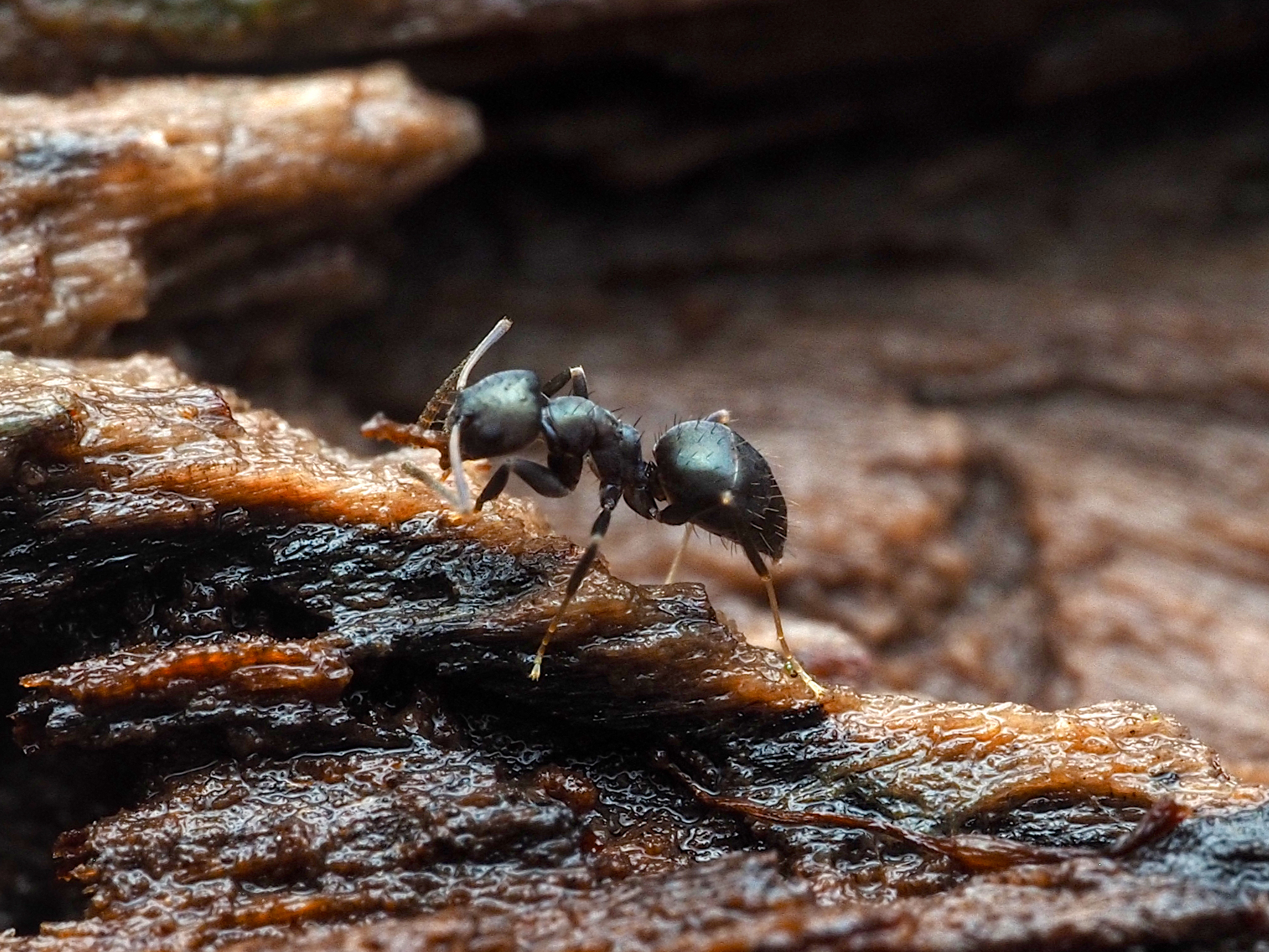 Paraparatrechina opaca
