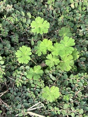 Geranium carolinianum