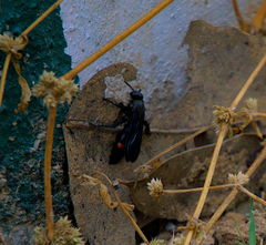 Scolia fasciatopunctata