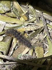 Apantesis incorrupta