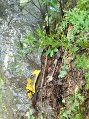 Diphasiastrum thyoides