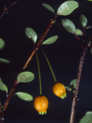 Neomyrtus pedunculata