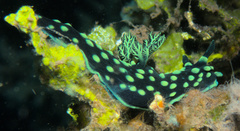 Nembrotha cristata