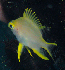 Amblyglyphidodon aureus