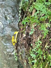 Diphasiastrum thyoides