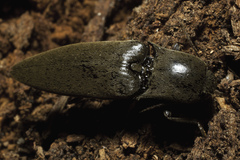 Orthostethus infuscatus