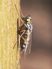 Dytomyia sordida