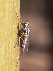 Dytomyia sordida