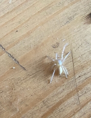 Cheiracanthium mildei