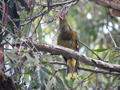 Oriolus flavocinctus