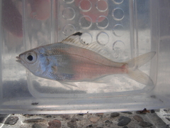 Eucinostomus currani