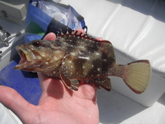 Epinephelus labriformis