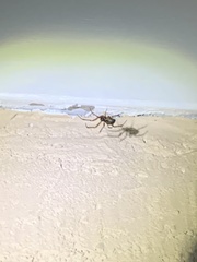 Steatoda nobilis