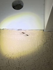 Steatoda nobilis