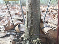 Cryphonectria parasitica