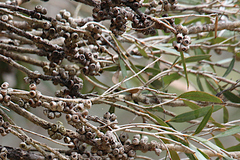 Eucalyptus cneorifolia