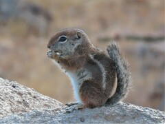 Ammospermophilus harrisii